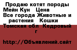 Продаю котят породы Мейн Кун › Цена ­ 12 000 - Все города Животные и растения » Кошки   . Томская обл.,Кедровый г.